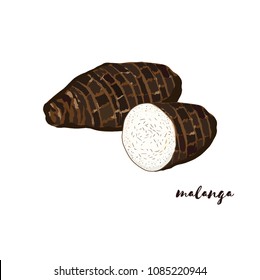 Malanga (Taro root). Vector illustration. Flat design.