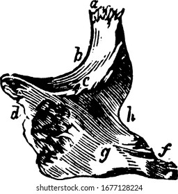 Malar bone or cheek bone is a bone on each side of the face below the eye, vintage line drawing or engraving illustration.