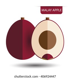 Malay Apple , fruit vector illustration