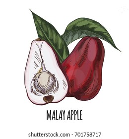 Malay apple. Full color realistic hand drawn vector illustration.