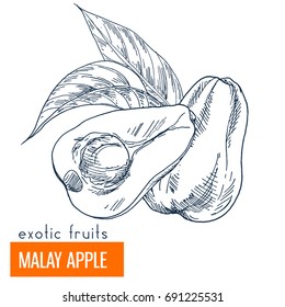 Malay apple. Hand drawn vector illustration, vintage engraving style.