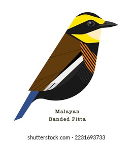 Malayan Banded Pitta Bird vector illustration on white background 
