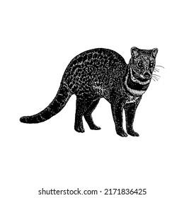 Malayan Civet hand drawing vector illustration isolated on white background