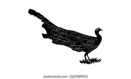 Malayan Crested Argus bird , black isolated silhouette