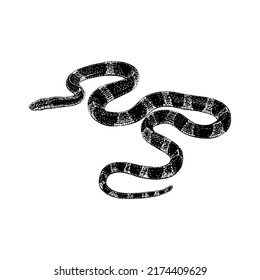 Malayan Krait hand drawing vector illustration isolated on white background