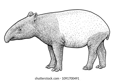 Malayan tapir illustration, drawing, engraving, ink, line art, vector