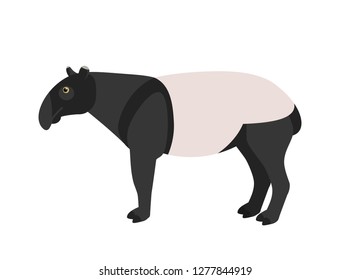 Malayan tapir isolated on white background. Portrait of cute wild nocturnal jungle or forest animal. Beautiful exotic species, tropical fauna. Colorful vector illustration in flat cartoon style.