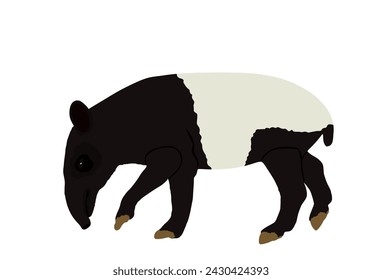 Malayan tapir vector illustration isolated on white background. Tapirus Indicus animal. Endemic Asian animal, like a pig.