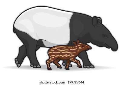 Malaysian Tapirs