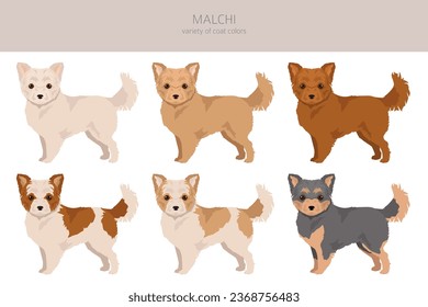 Malchi clipart. Maltese Chihuahua mix. Different coat colors set.  Vector illustration