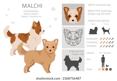 Malchi clipart. Maltese Chihuahua mix. Different coat colors set.  Vector illustration