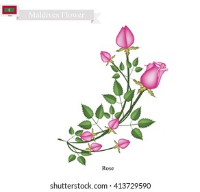 Maldives Flower, Illustration of Rose Flowers. One of The Most Popular Flower in Maldives.
