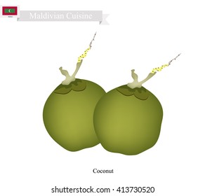 Maldives Fruit, Fresh Coconut. One of The Most Popular Fruits in Maldives.