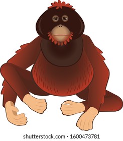 Male Adult Borneo (Kalimantan) Orangutan Character
