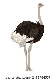 Male African ostrich. Realistic vector animal