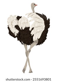Male African ostrich runs. Realistic vector animal