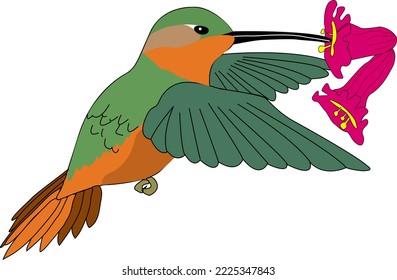 Male Allen's Hummingbird Vector Illustration