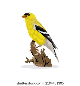 Male American Goldfinch bird vector illustration