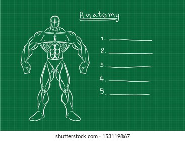 Male Anatomy Front Reference