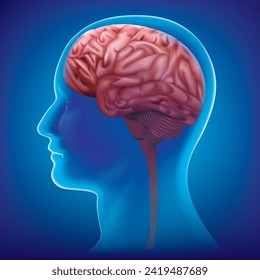 Male anatomy of human brain in x-ray view.vector illustration