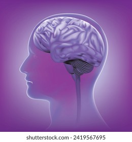 Male anatomy of human brain in x-ray view.vector illustration