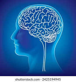 Male anatomy of human brain in x-ray view.vector illustration