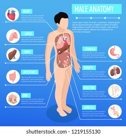 Male Anatomy Isometric Poster With Infographic Model Of Human Body And Description Of Internal Organs Vector Illustration