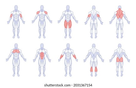 Male anatomy with training body parts figure standing front and back