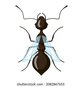 Male ant isolated on white background. Class distribution of insects. Vector illustration.