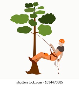 A male arborist climbs a tree on a rope with insurance