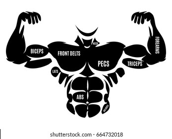 Male Athletic Body Silhouette. Vector Black Male Torso Anatomic Map