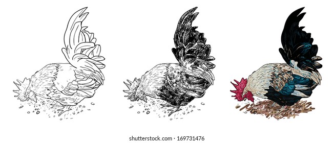 Male bantam, a kind of chicken, finding food by digging on the ground