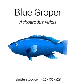 Male Blue Groper - beautiful fish found in the coastal waters of Southern Australia illustration