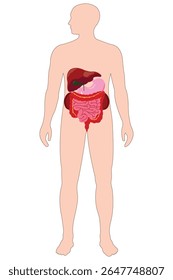 Male body anatomy with visible digestive organs medical illustration.