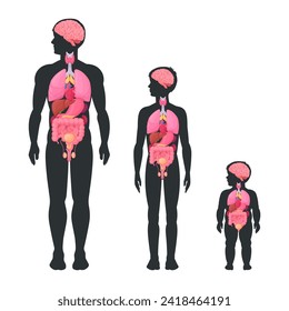 Male body diagram. Internal organs infographic, man, boy and baby toddler internal organs anatomy scheme flat vector illustration set. Brain, heart and reproductive system location in body