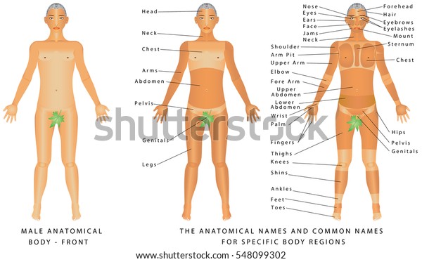 Male Body Front Surface Anatomy Human Stock Vector Royalty Free 548099302