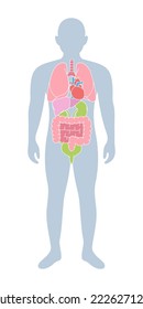 Male body with human internal organs. Lungs, heart, liver, kidneys, intestines, bladder. Donor medical poster. Different body organs