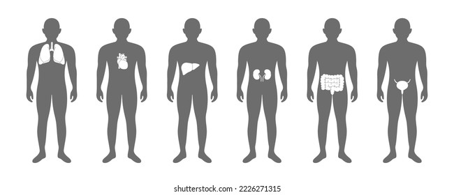 Male body with internal organs. Lungs, heart, liver, kidneys, intestines, bladder. Donor medical poster. Human organ icons