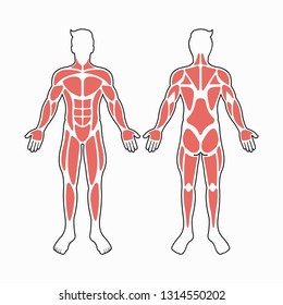 Male body muscles vector