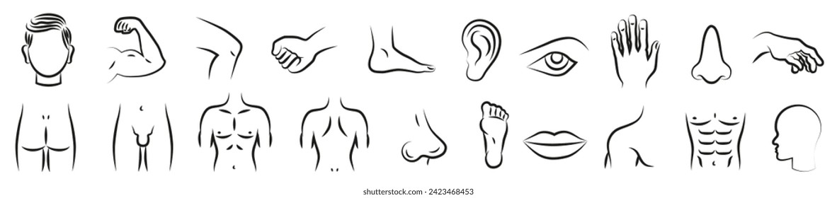Male body parts. Isolated thin line symbols. Anatomy. Health care. EPS 10.