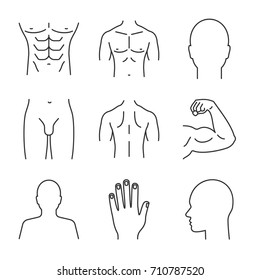 Male Body Parts Linear Icons Set. Head, Hand, Bicep, Torso, Back, Buttocks, Profile, Groin. Thin Line Contour Symbols. Isolated Vector Outline Illustrations