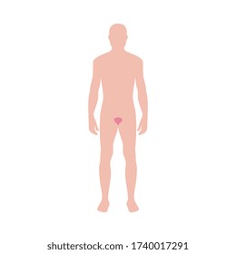 Male body shape with bladder icon vector illustration isolated on white background. Organ of genitourinary system and human body internal structure medical infographic.