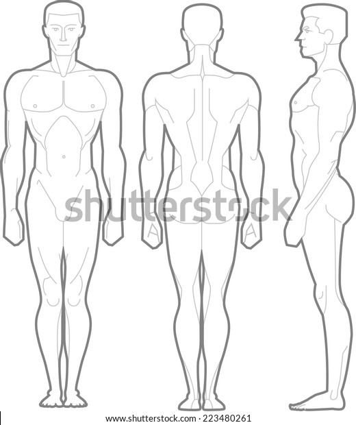 Male Body Standing Anatomical Figure, vector\
illustration cartoon.