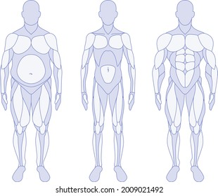 Male Body Types Anatomy Front