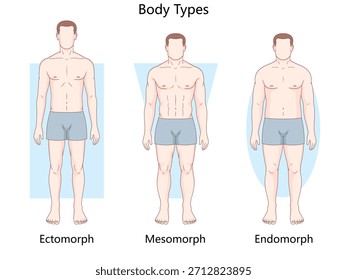 tipos de corpo masculino ectomorfo, mesomorfo e endomorfo mostrando diferenças no físico e diagrama de estrutura desenhado à mão vetor esquemático. Ilustração educacional científica