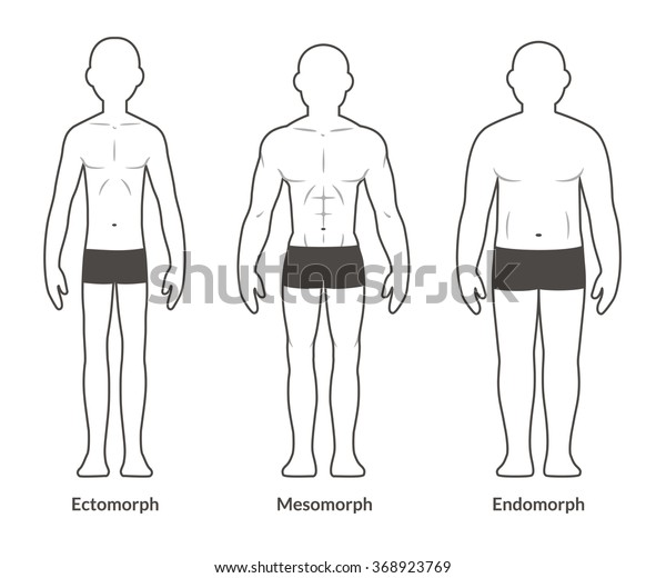 雄のボディタイプ エクトモルフ メソモルフ エンドモルフ 痩せこけた筋肉質で太った体型 分離型ベクターイラスト のベクター画像素材 ロイヤリティフリー