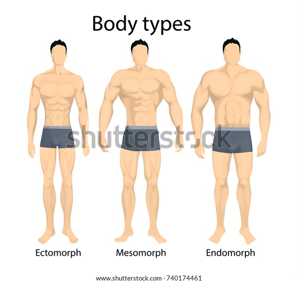 Male Body Types. Ectomorph, Mesomorph And Endomorph Types