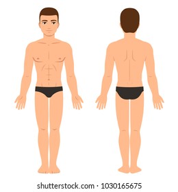 Male body in underwear front and back view. Athletic young man physique, vector clip art for medical infographics and fashion illustration.