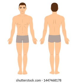 Male Body In Underwear, Front And Back View. Athletic Young Man Physique, Vector Clip Art For Medical Infographics And Fashion Illustration.