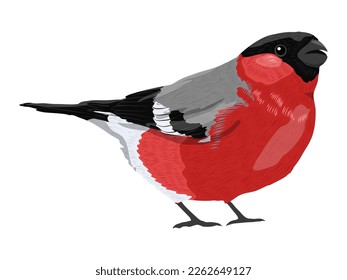 Male bullfinch. Realistic vector bird